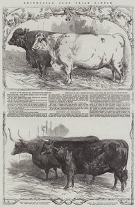 Smithfield Club Prize Boskap